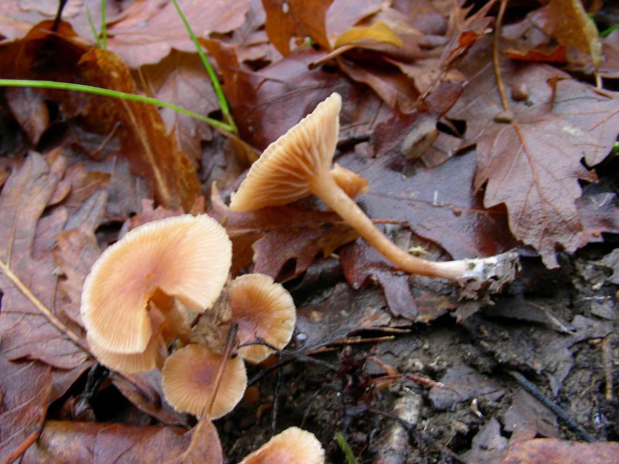 1897 Gennaio vecchio ritrovamento